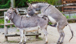 驴配种视频,自然繁衍的生动写照